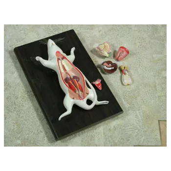 Dissectible Rat Model - Modern Teaching Aids NZ