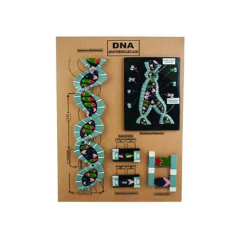 Model - DNA - Modern Teaching Aids NZ