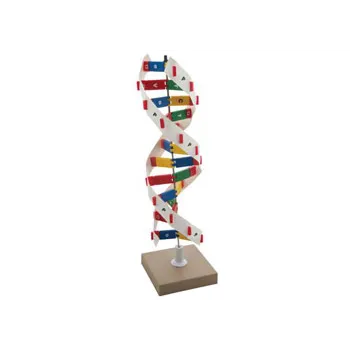 Model - DNA Kit - Modern Teaching Aids NZ