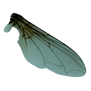 Slide Set - Beginners - Set of 12 - Modern Teaching Aids NZ