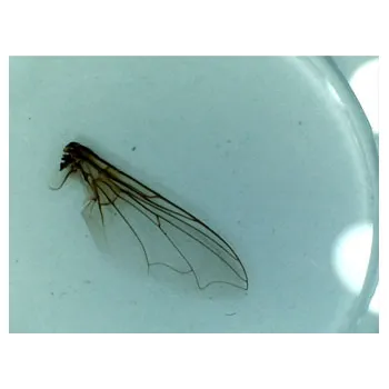 Slide Set - Beginners - Set of 12 - Modern Teaching Aids NZ