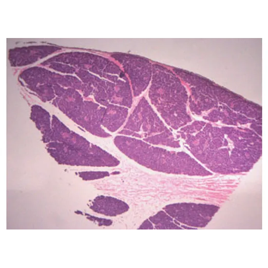 Slide Set - Biology General - Set of 25 - Modern Teaching Aids NZ