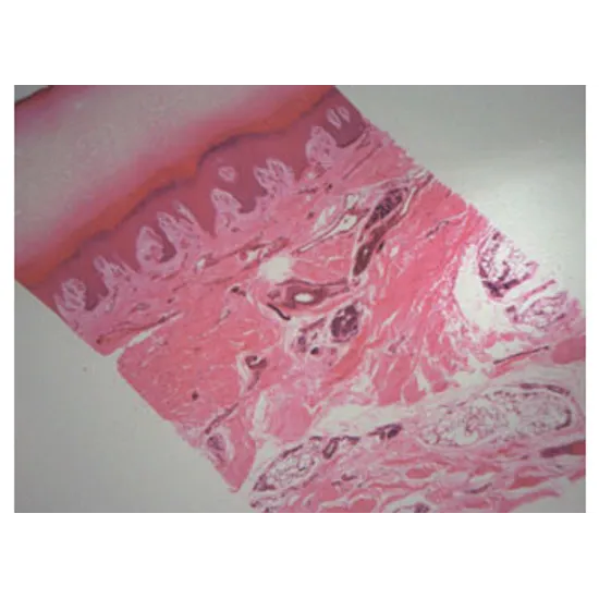 Slide Set - Biology General - Set of 25 - Modern Teaching Aids NZ