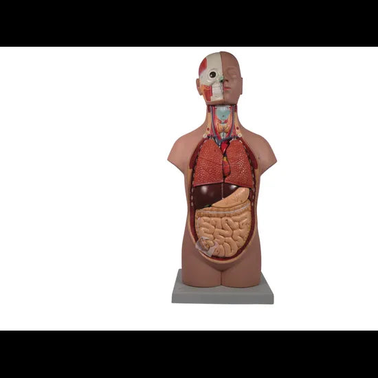 Model - Torso - Genderless - 52cm - 12 Parts - Modern Teaching Aids NZ