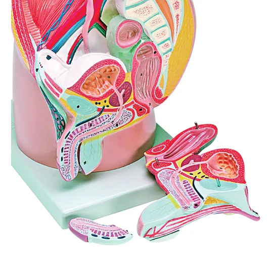 Model - Pelvis - Male - Urinary & Reproductive - Modern Teaching Aids NZ