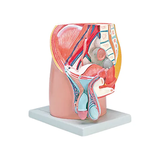 Model - Pelvis - Male - Urinary & Reproductive - Modern Teaching Aids NZ