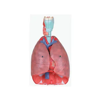 Model - Respiratory System - Lung & Larynx - Modern Teaching Aids NZ