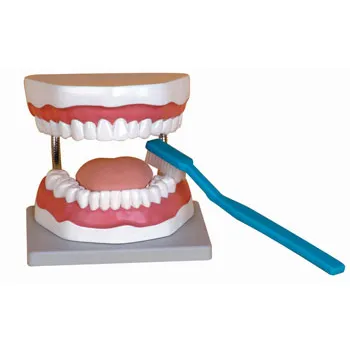 Model - Teeth Care with Large Tooth Brush