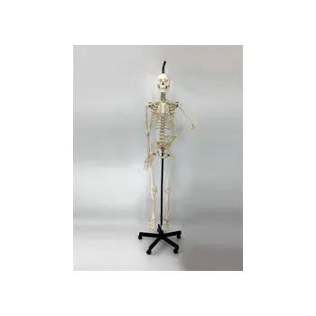 Model - Skeleton Human Articulated - Natural Size - Modern Teaching Aids NZ