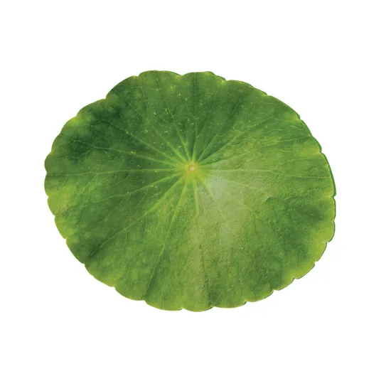 Leaf Floor Mats - 16 pieces - Modern Teaching Aids NZ