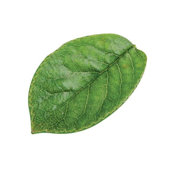 Leaf Floor Mats - 16 pieces - Modern Teaching Aids NZ