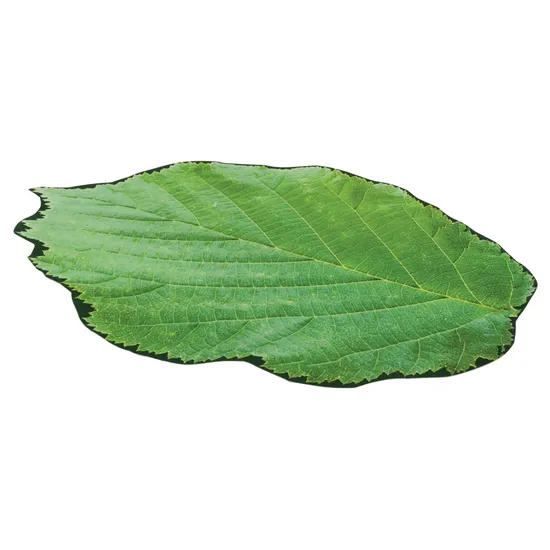 Extra Large Leaf Floor Mat - 150cm - Modern Teaching Aids NZ