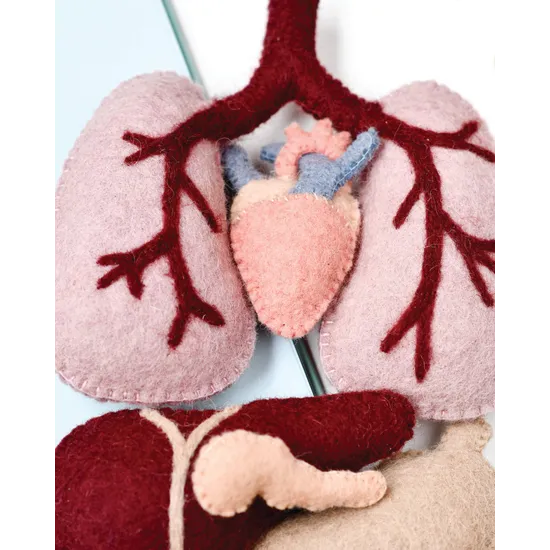 Felt Anatomy Set