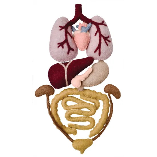 Felt Anatomy Set