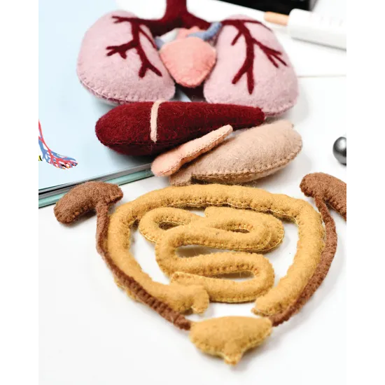 Felt Anatomy Set