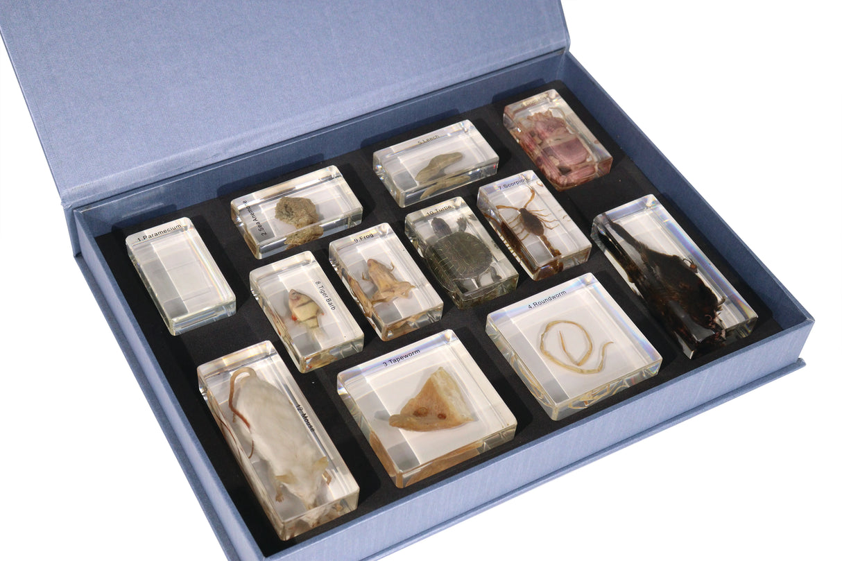 Animal Evolution Set - Modern Teaching Aids NZ