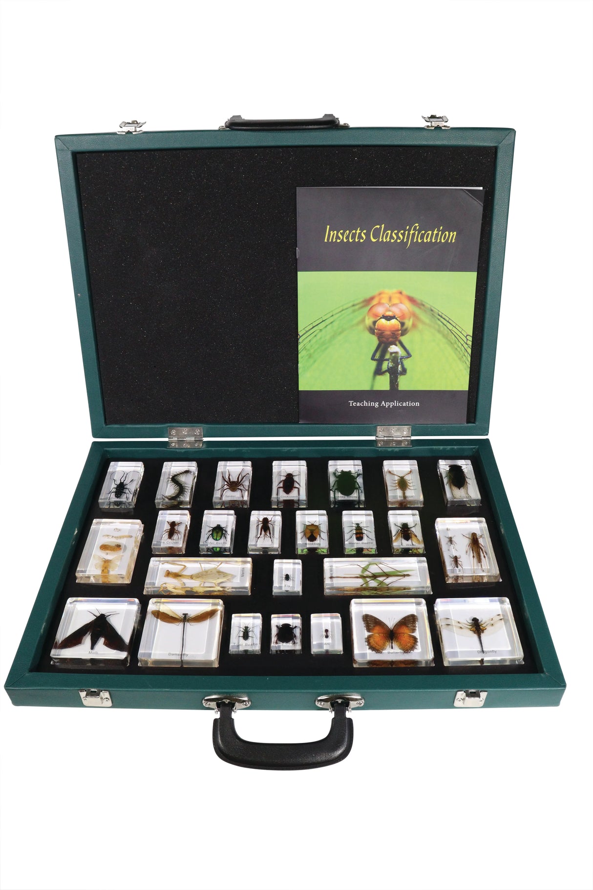 Insect Classification Set - Modern Teaching Aids NZ