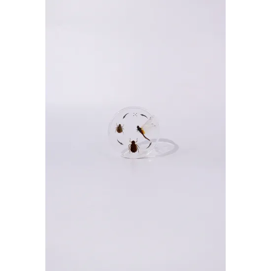 Life Cycle of the Dragonfly