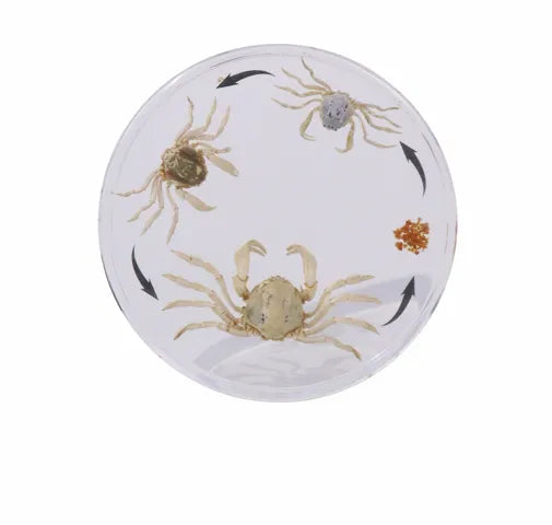 Life Cycle of the Crab - Modern Teaching Aids NZ