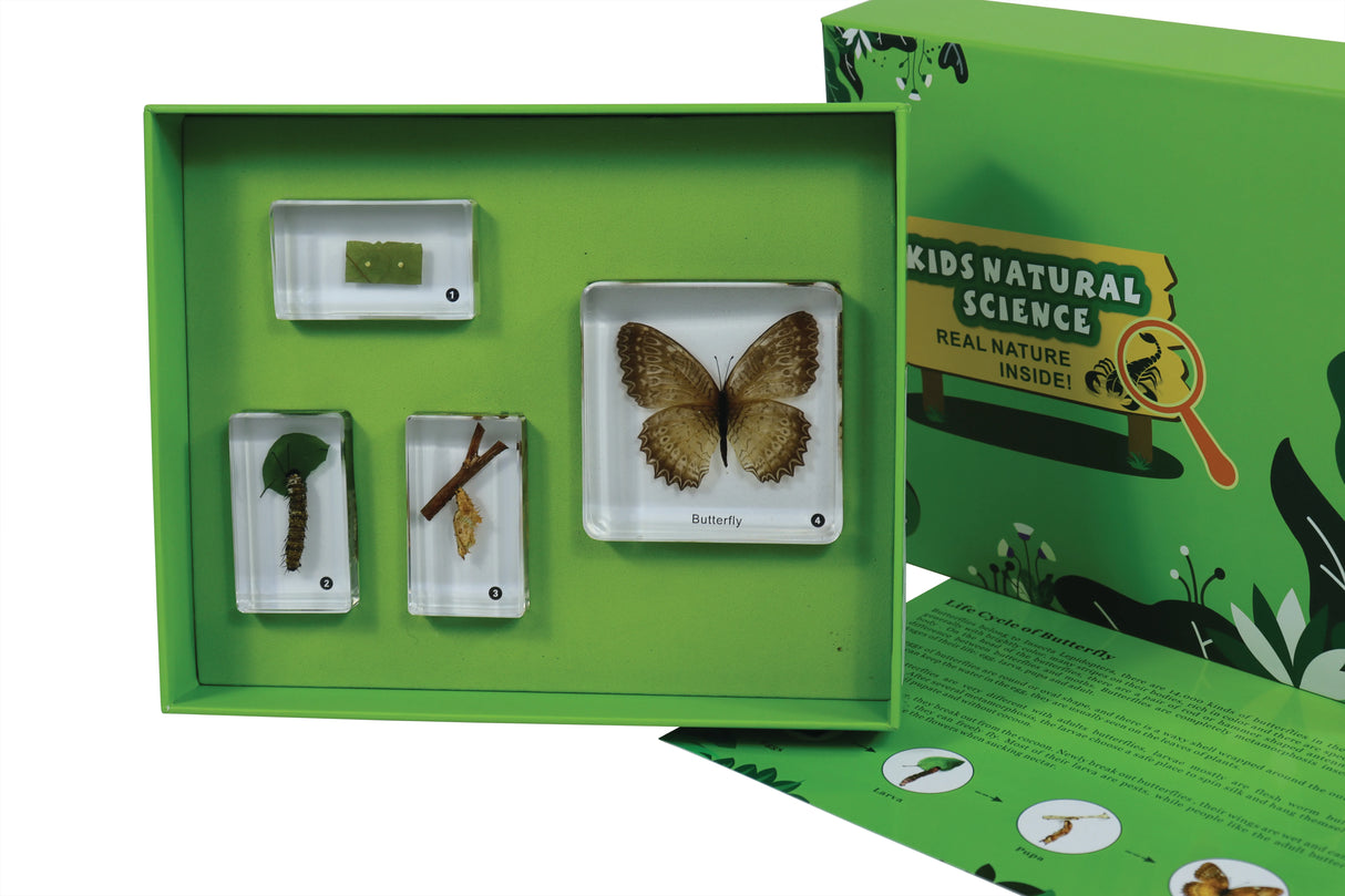 Life cycle of the Butterfly - Modern Teaching Aids NZ