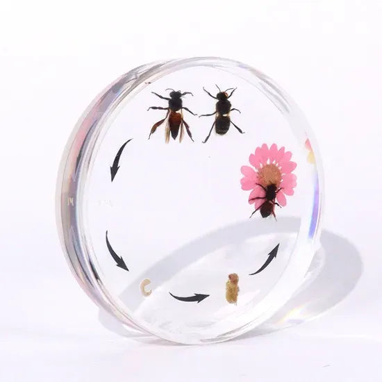 Life Cycle of the Honeybee