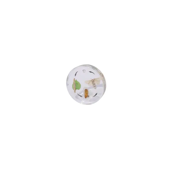 Life Cycle of the Silkworm - Modern Teaching Aids NZ