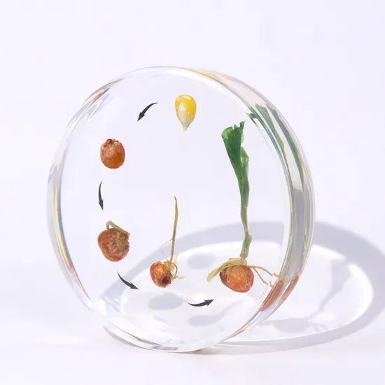 Corn Germination - Modern Teaching Aids NZ