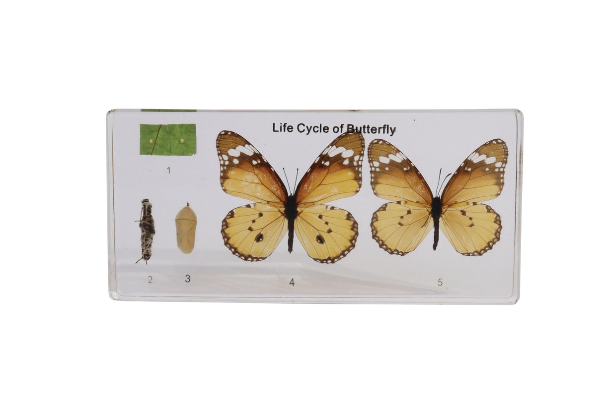 Life Cycle of a Butterfly - Modern Teaching Aids NZ
