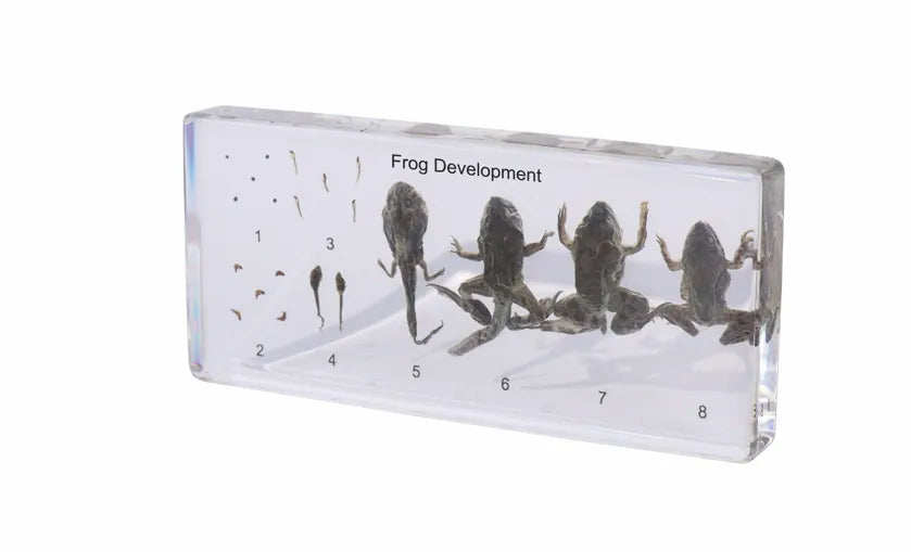 Frog Development - Modern Teaching Aids NZ