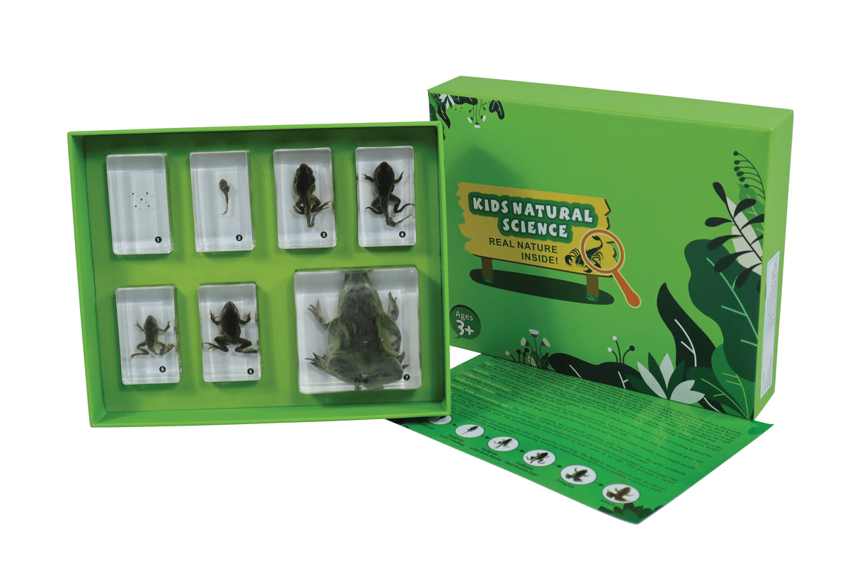 Frog Development - Modern Teaching Aids NZ