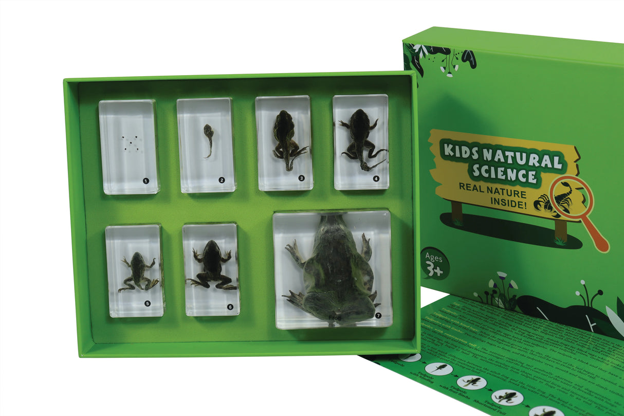 Frog Development - Modern Teaching Aids NZ