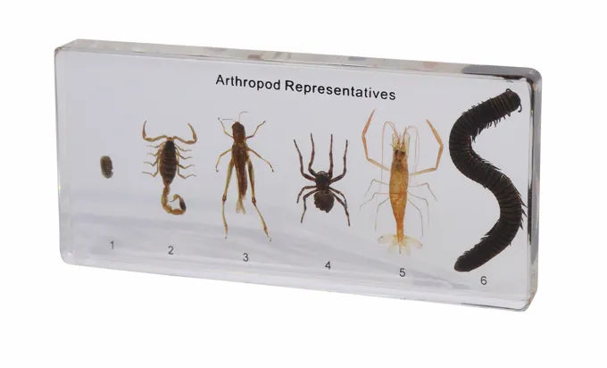 Anthropod Set - Modern Teaching Aids NZ