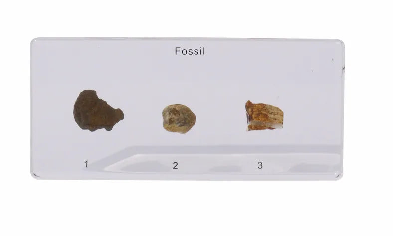 Fossils in Resin - Modern Teaching Aids NZ