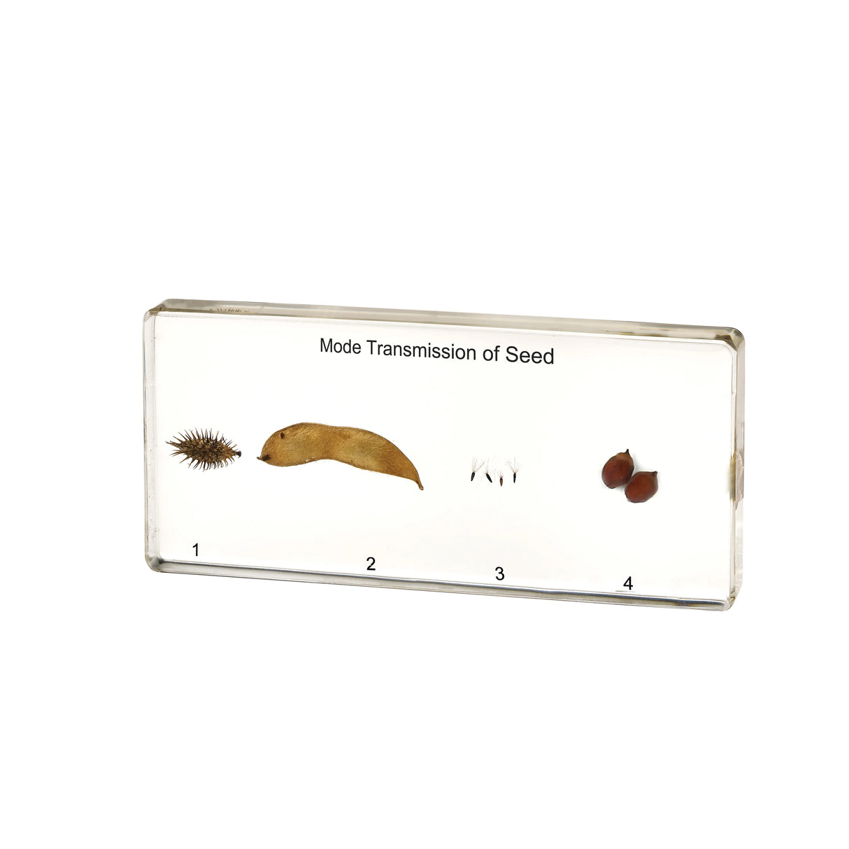 Mode of Seed Transmission - Modern Teaching Aids NZ