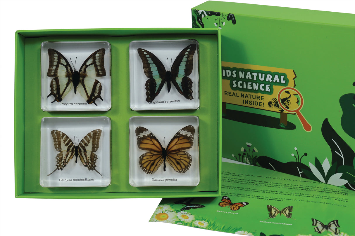 Butterflies - Modern Teaching Aids NZ
