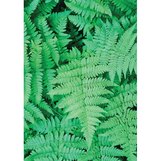Foliage Pattern Paper A4 - Pack of 40 - Modern Teaching Aids NZ