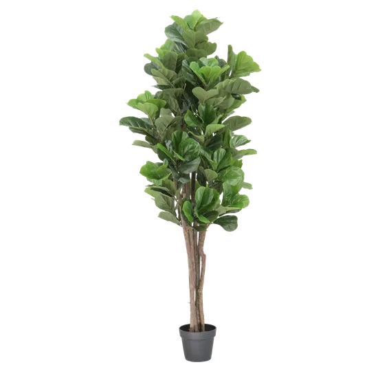 Artificial Fiddle Leaf Fig - 180 cm (H) - Modern Teaching Aids NZ