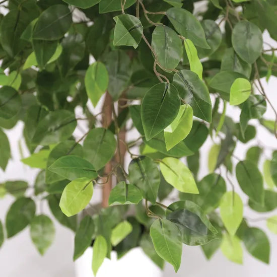 Artificial Ficus Plant - 90 cm - Modern Teaching Aids NZ
