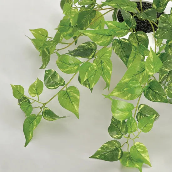Artificial Devil's Ivy Plant - 35 cm - Modern Teaching Aids NZ