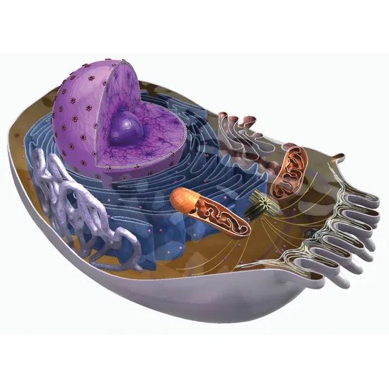 UMETY Core - 3 year subscription - Modern Teaching Aids NZ