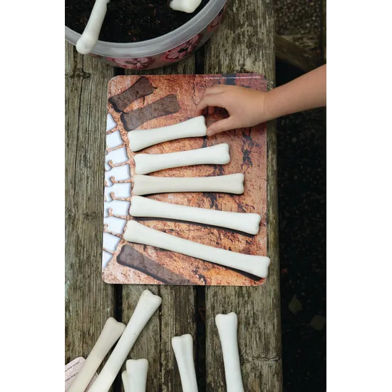 Dinosaur Bones Match and Measure Set - Modern Teaching Aids NZ