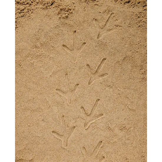 Farmyard Footprints Set of 8 - Modern Teaching Aids NZ