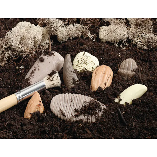 Let€™s Investigate: Prehistoric Teeth Sensory Stones - Modern Teaching Aids NZ