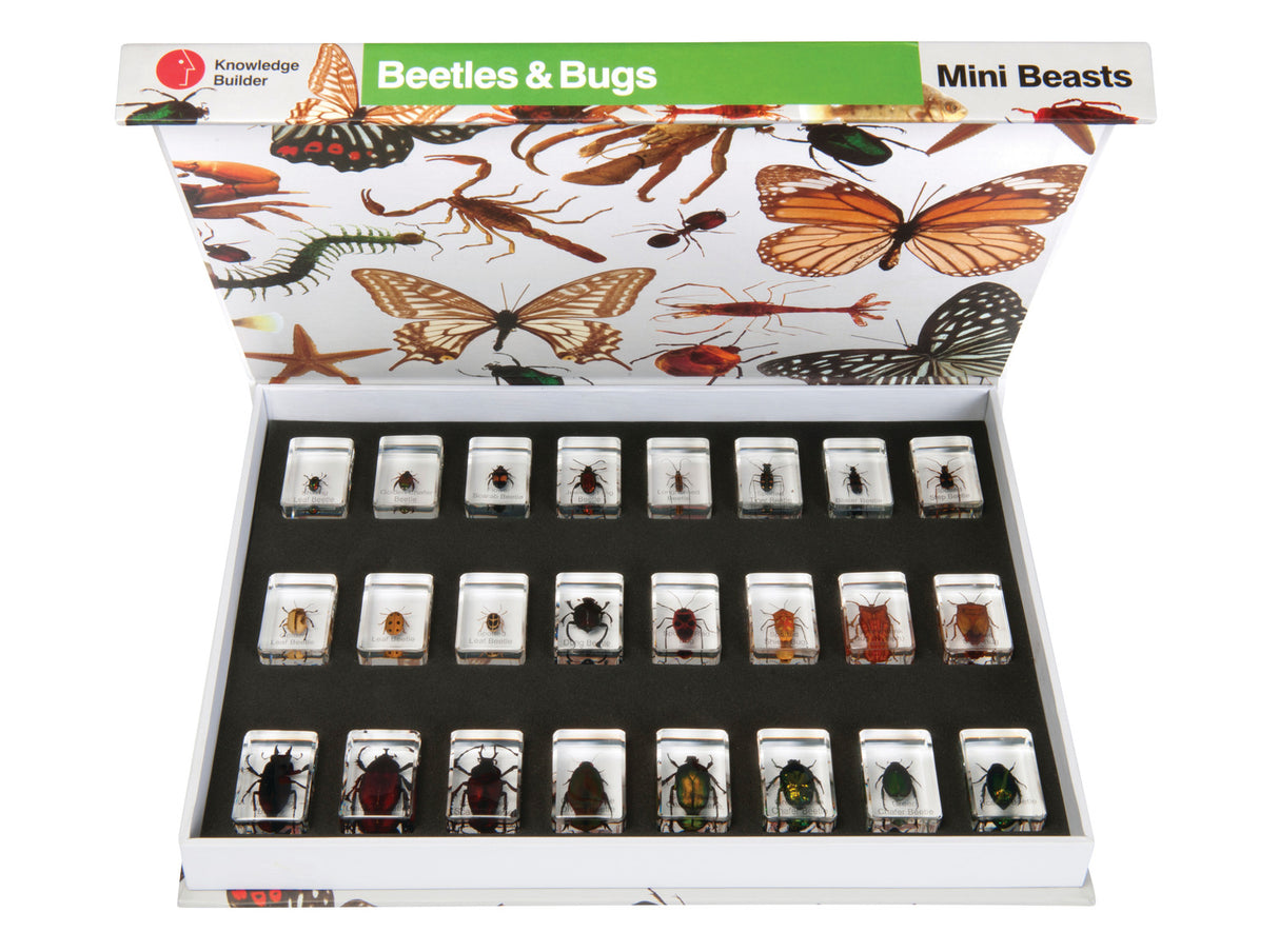 Mini Beasts Beetles and Bugs Set - Large