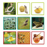 Life Cycles Maxi-Sequence Cards - Modern Teaching Aids NZ