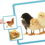 Life Cycles Maxi-Sequence Cards - Modern Teaching Aids NZ