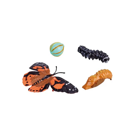 Butterfly Life Cycle - Set of 4 - Modern Teaching Aids NZ