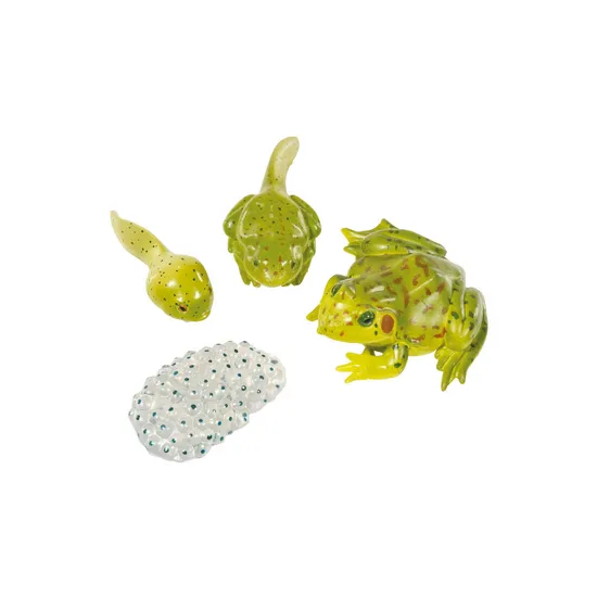 Frog Life Cycle -  Set of 4 - Modern Teaching Aids NZ