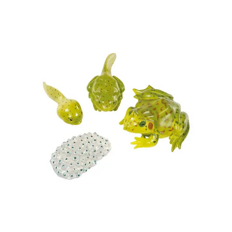 Frog Life Cycle -  Set of 4 - Modern Teaching Aids NZ