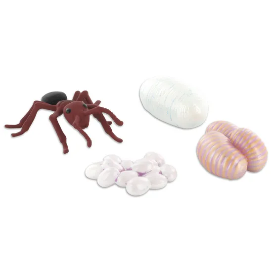 Ant Life Cycle - Set of 4 - Modern Teaching Aids NZ